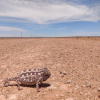 Chamaeleo namaquensis | Namaqua Chameleon
