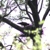 Hieraaetus spilogaster | African Hawk-Eagle