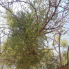 Viscum rotundifolium