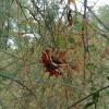 Abrus precatorius subsp. africanus