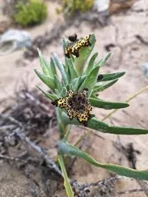 Ferraria schaeferi by Jessica Kemper