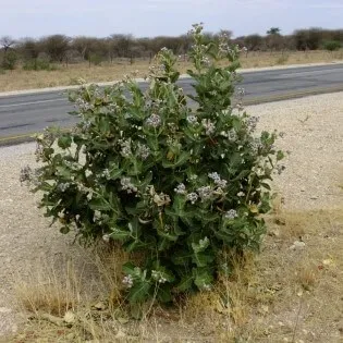 Calotropis gigantea