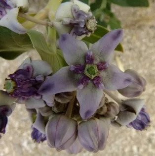 Calotropis gigantea
