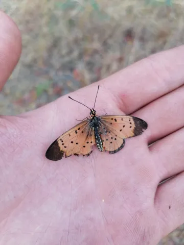 Photo: Matthew Walters