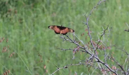 Photo: Matthew Walters