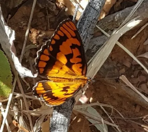 Photo: Alex Singleton