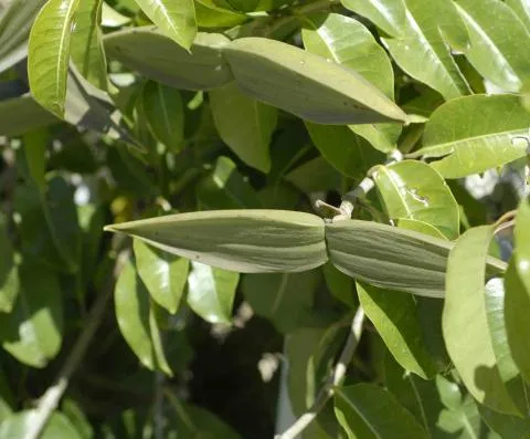 Photo: Coleen Mannheimer