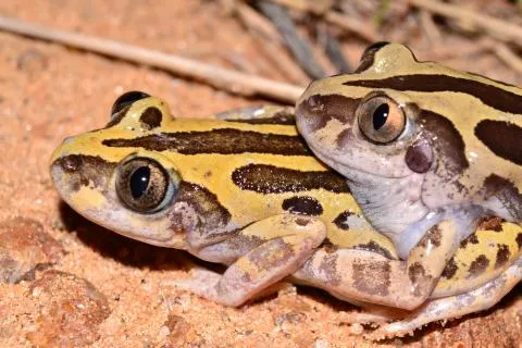 Photo: Francois Becker