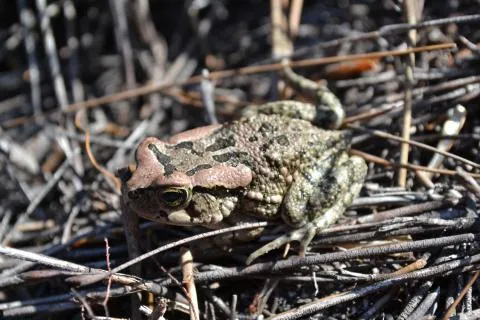 Photo: Francois Becker