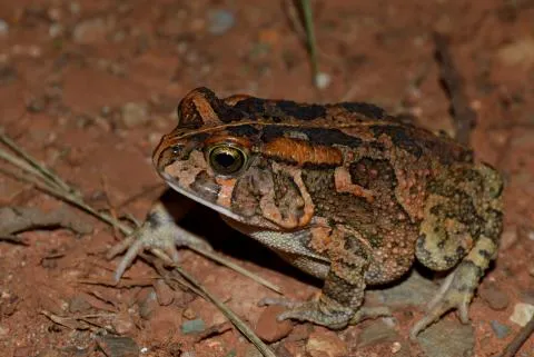 Photo: Francois Becker