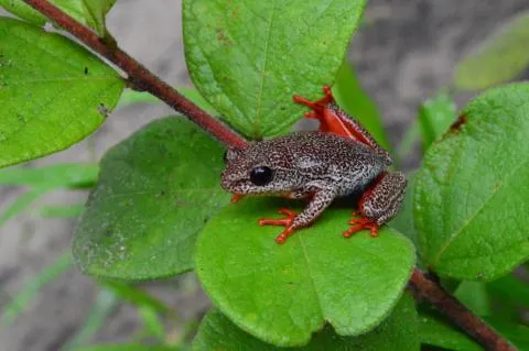 Photo: Francois Becker