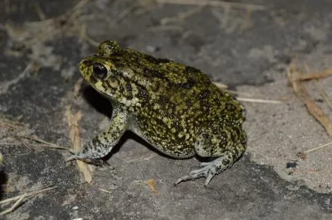 Photo: Francois Becker