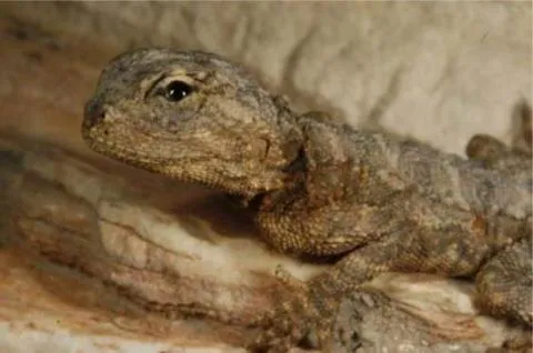 Photo: M O'Shea/K Stratford/Ongava Research Centre