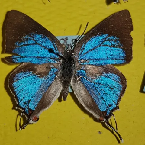 Photo: Alex Singleton