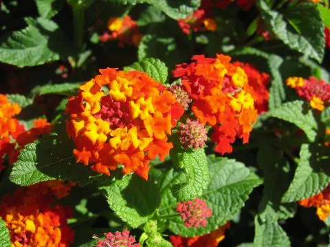 Photo: Coleen Mannheimer