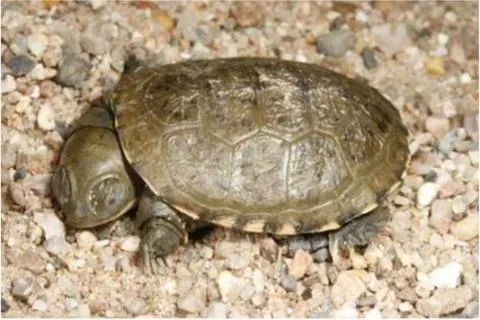 Photo: M O'Shea/K Stratford/Ongava Research Centre