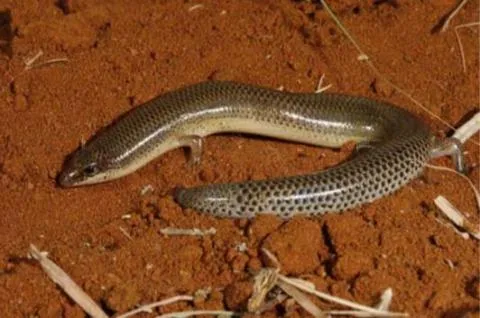 Photo: M O'Shea/K Stratford/Ongava Research Centre