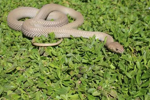 Photo: Francois Theart