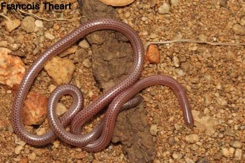 Photo: Francois Theart