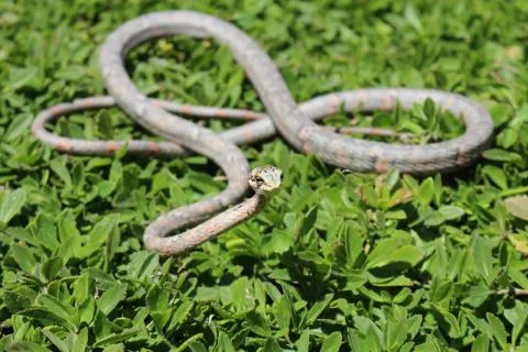 Photo: Francois Theart