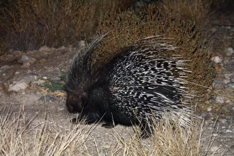 Photo: Tony Robertson