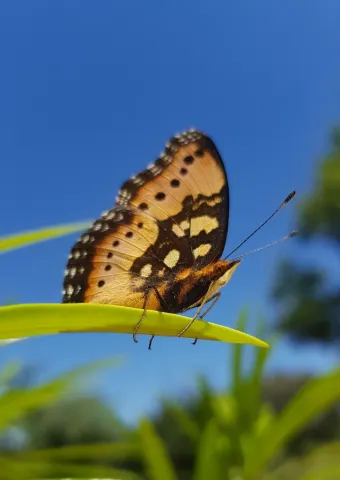 Photo: Alex Singleton