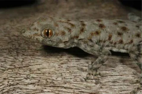 Photo: M O'Shea/K Stratford/Ongava Research Centre