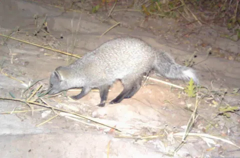 Photo: Kwando Carnivore Project