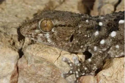 Photo: M O'Shea/K Stratford/Ongava Research Centre