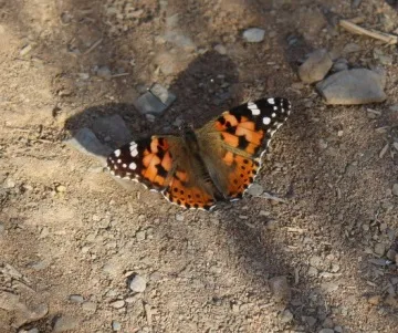 Photo: Peter Cunningham