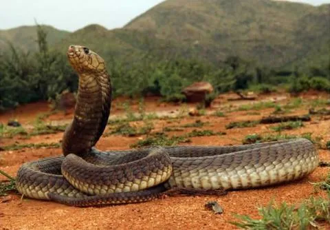 Photo: Francois Theart