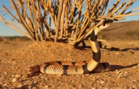 Photo: Francois Theart