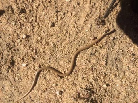 Photo: Lizelle Van Der Waal