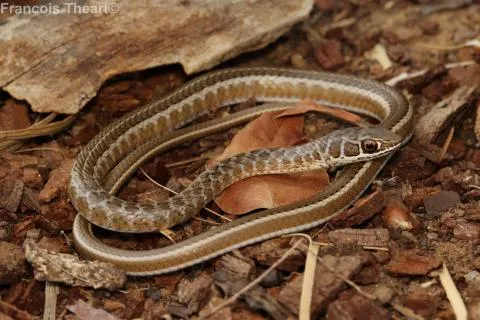 Photo: Francois Theart