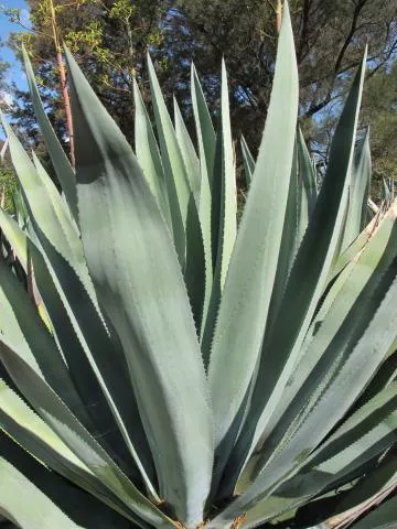 Photo: Coleen Mannheimer