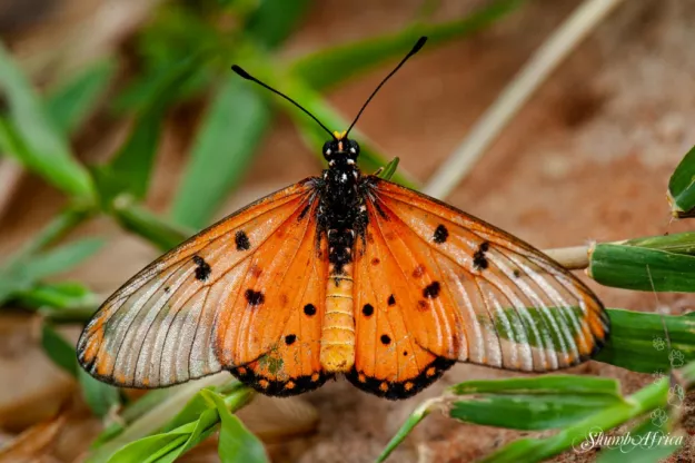 Photo: Stephanie Periquet