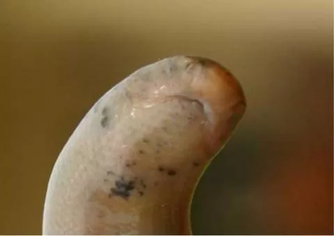 Photo: M O'Shea/K Stratford/Ongava Research Centre