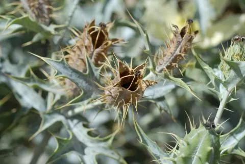 Photo: Coleen Mannheimer