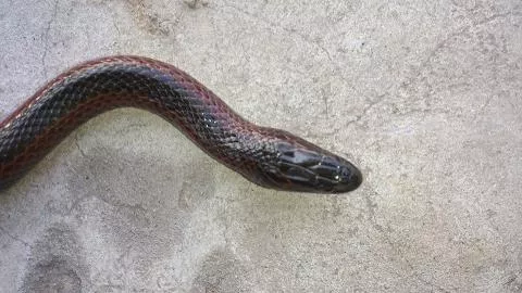 Photo: Curt-Ingo Sagell