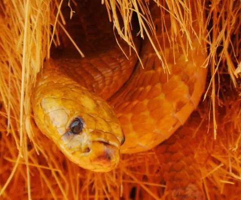 Photo: Francois Theart