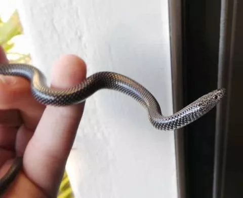 Photo: Francois Theart