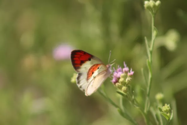 Photo: Matthew Walters