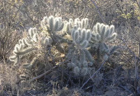 Photo: Coleen Mannheimer