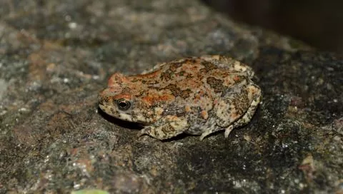 Photo: Francois Becker