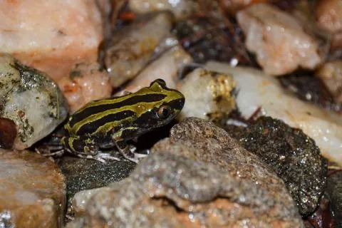 Photo: Francois Becker