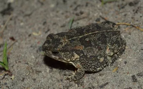 Photo: Francois Becker