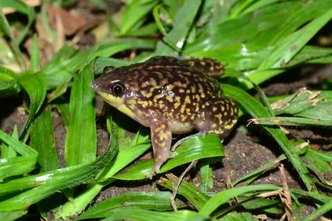 Photo: Francois Becker