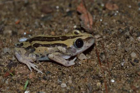 Photo: Francois Becker