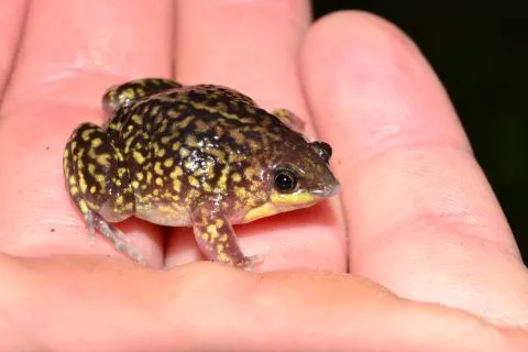 Photo: Francois Becker