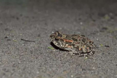 Photo: Francois Becker